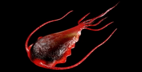 Hesteetako parasitoak